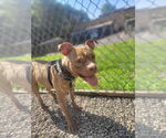 Small #7 American Staffordshire Terrier
