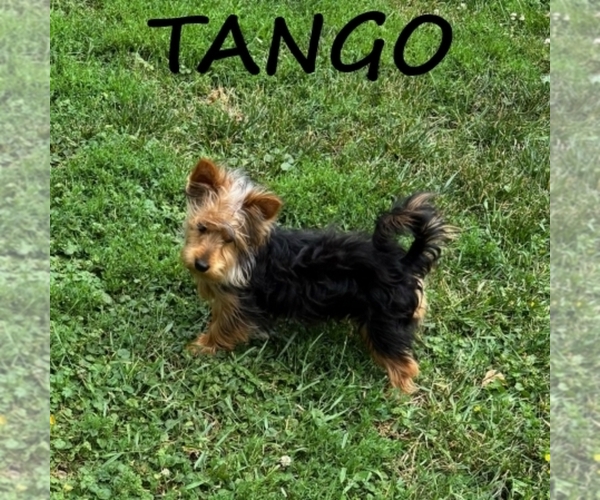 Medium Photo #3 YorkiePoo Puppy For Sale in HARTLAND, MN, USA