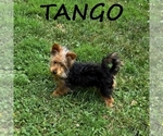 Small #2 YorkiePoo