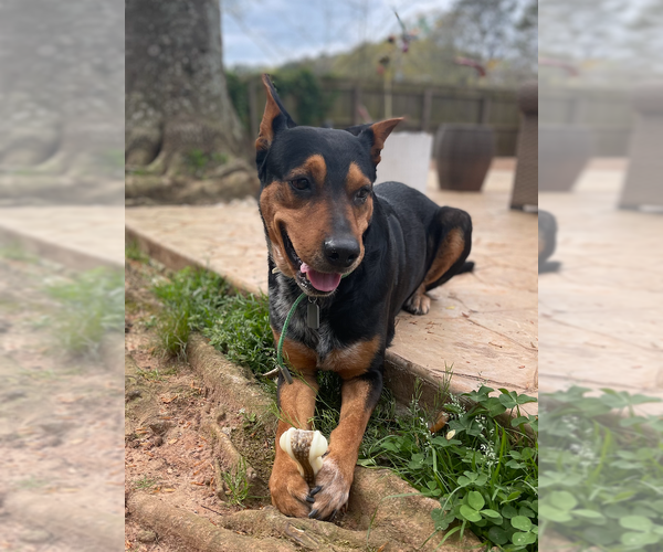 Medium Photo #3 Mutt Puppy For Sale in Decatur, GA, USA