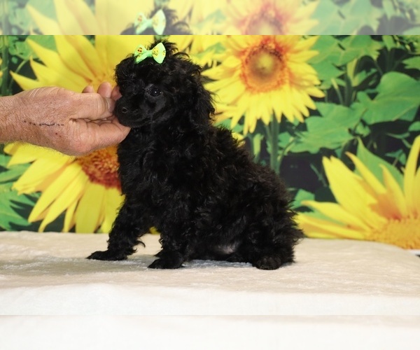 Medium Photo #12 Poodle (Toy) Puppy For Sale in DYERSBURG, TN, USA