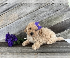 Morkie Puppy for sale in ELKTON, KY, USA