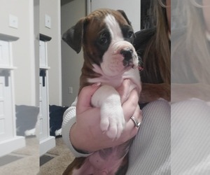 Boxer Puppy for sale in OLIVE HILL, KY, USA