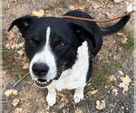 Small #4 American Pit Bull Terrier-Border Collie Mix