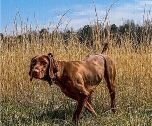 Mother of the Vizsla puppies born on 05/26/2025