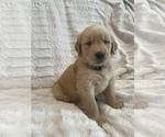Small Photo #21 Golden Retriever Puppy For Sale in IRWIN, PA, USA