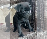 Small Photo #5 Pug Puppy For Sale in NILES, MI, USA
