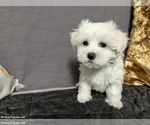 Puppy Alex Maltese