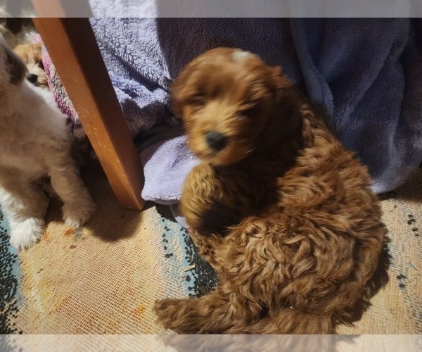 Medium Photo #2 Cavapoo (Miniature)-Goldendoodle Mix Puppy For Sale in SAN TAN VALLEY, AZ, USA