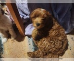 Small #1 Cavapoo (Miniature)-Goldendoodle Mix