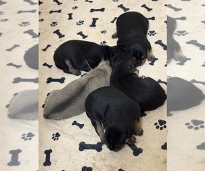 Carlin Pinscher Litter for sale in COBB, WI, USA