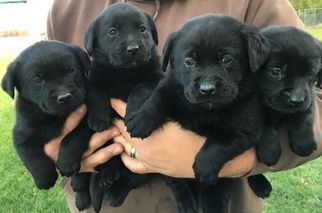 Labrador Retriever Puppy for sale in FORT RECOVERY, OH, USA
