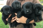 Small Photo #1 Labrador Retriever Puppy For Sale in FORT RECOVERY, OH, USA