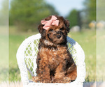 Small #4 Poodle (Miniature)