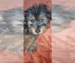 Small Photo #297 Yorkshire Terrier Puppy For Sale in AKRON, OH, USA