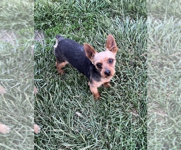 Medium Photo #1 Morkie Puppy For Sale in LANCASTER, MO, USA
