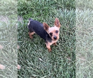Father of the Morkie puppies born on 01/28/2025
