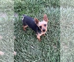 Small Photo #1 Morkie Puppy For Sale in LANCASTER, MO, USA