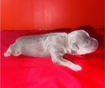 Small Photo #32 American Bully Puppy For Sale in TRENTON, NJ, USA