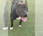 Small American Pit Bull Terrier Mix