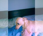 Small Photo #6 Minnie Jack Puppy For Sale in Arlington, WA, USA