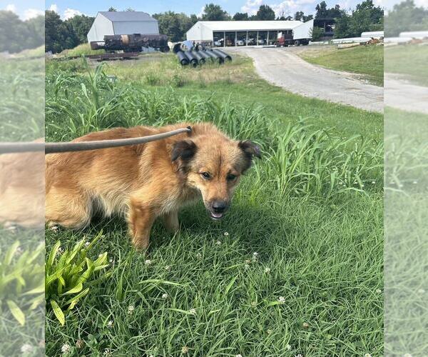 Medium Photo #1 Mutt Puppy For Sale in Evansville, IN, USA