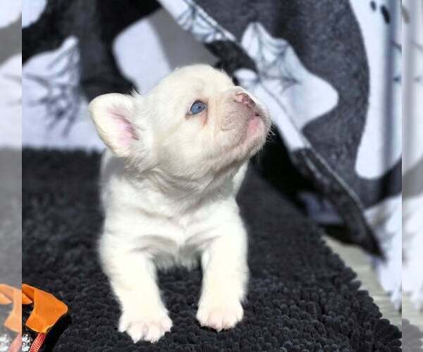 Medium Photo #8 French Bulldog Puppy For Sale in BOSTON, KY, USA