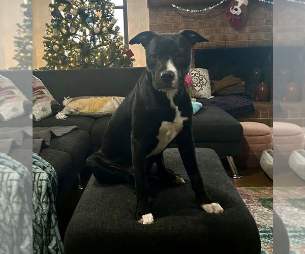 Medium Photo #48 American Pit Bull Terrier-Labrador Retriever Mix Puppy For Sale in OKLAHOMA CITY, OK, USA