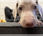 Small Photo #8 Weimaraner Puppy For Sale in MIDDLETOWN, OH, USA