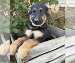 Image preview for Ad Listing. Nickname: Dakota