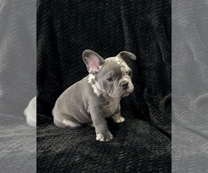 Medium French Bulldog