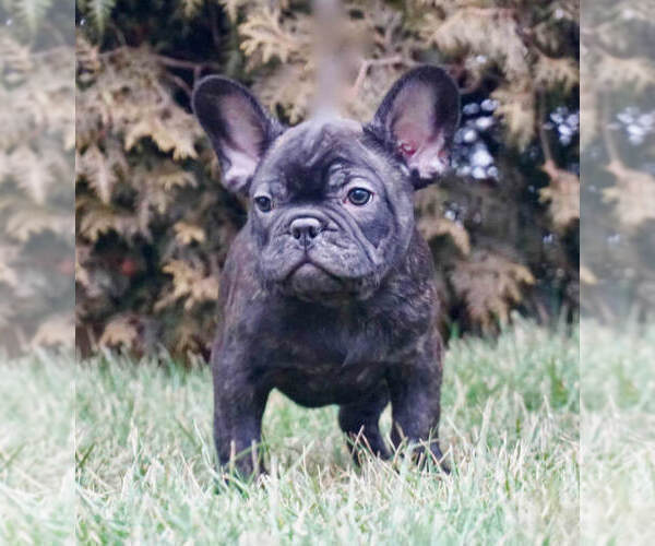 Medium Photo #4 French Bulldog Puppy For Sale in WARSAW, IN, USA