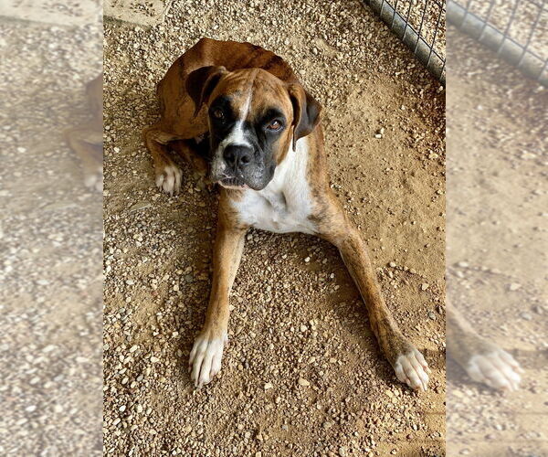 Medium Photo #2 Boxer Puppy For Sale in Austin, TX, USA