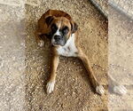Small #1 Boxer