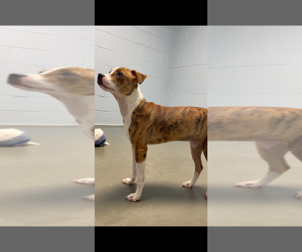 Medium Photo #3 Boxador Puppy For Sale in garner, NC, USA