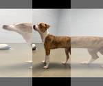 Small Photo #3 Boxador Puppy For Sale in garner, NC, USA