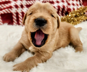 Golden Retriever Puppy for sale in ELMER, NJ, USA