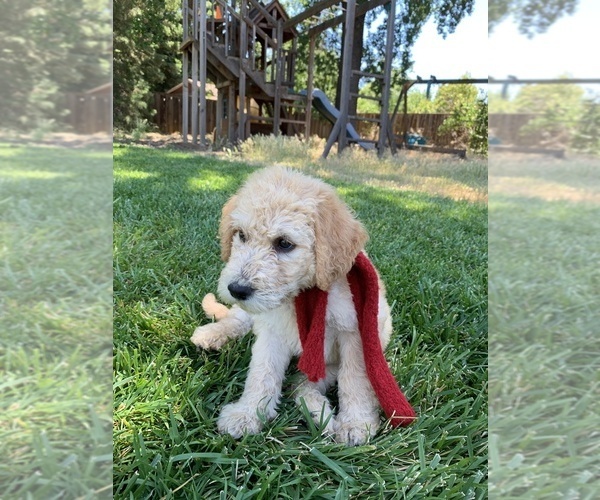 Medium Photo #26 Labradoodle Puppy For Sale in DURHAM, CA, USA