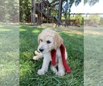 Small Photo #26 Labradoodle Puppy For Sale in DURHAM, CA, USA