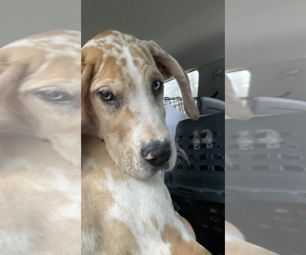 Medium Photo #3 Great Dane-Unknown Mix Puppy For Sale in Aurora, IN, USA