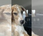 Small #2 Great Dane Mix
