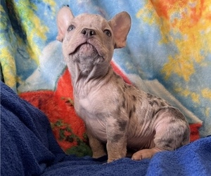 French Bulldog Puppy for sale in THOMSON, GA, USA