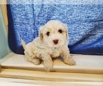 Small Photo #4 Cavachon Puppy For Sale in BLUE MOUND, TX, USA