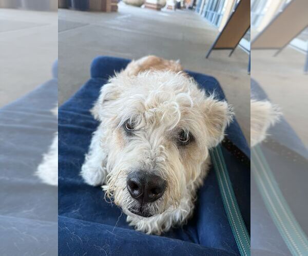 Medium Photo #7 Boxer-Unknown Mix Puppy For Sale in Silver Spring, MD, USA