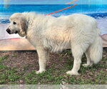 Small #2 Great Pyrenees
