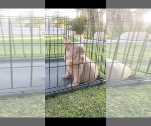 French Bulldog Puppy for sale in BAKERSFIELD, CA, USA