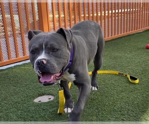 Medium Photo #3 American Bulldog-Unknown Mix Puppy For Sale in Las Vegas, NV, USA