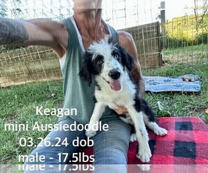 Aussiedoodle Miniature Puppy for sale in CASSVILLE, MO, USA