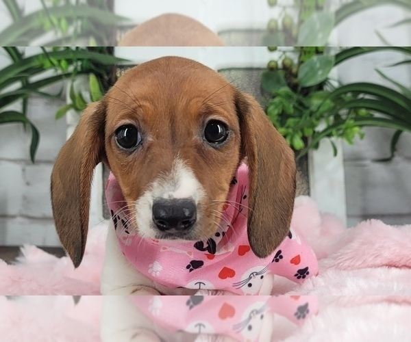 Medium Photo #3 Dachshund Puppy For Sale in NAPLES, FL, USA