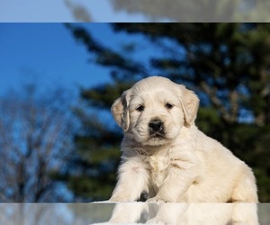 Golden Retriever Puppy for sale in MARION, SC, USA